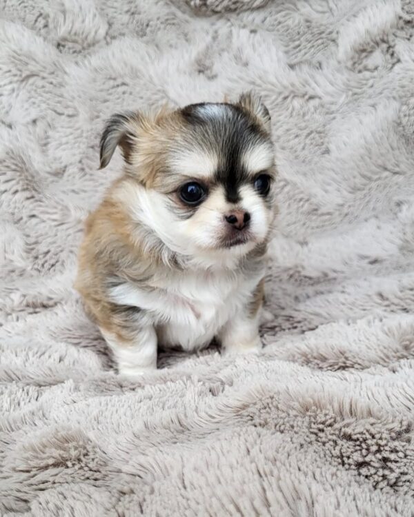 Chico - Image 3
