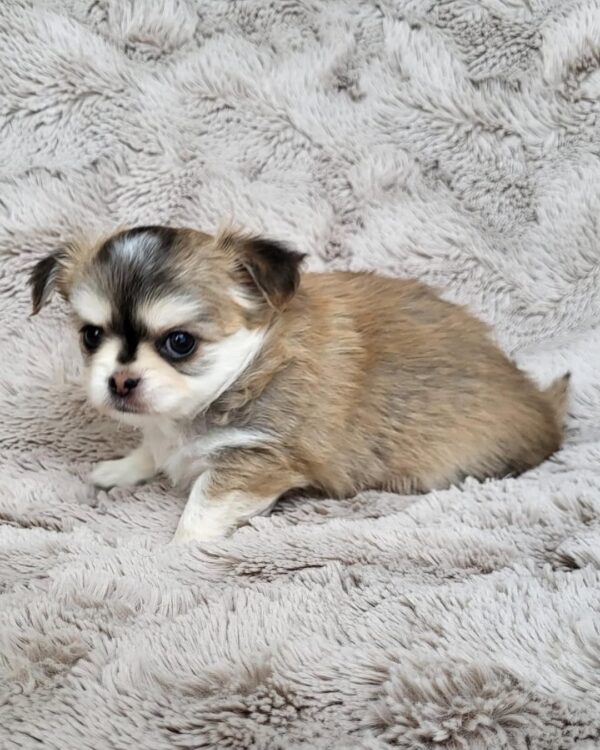 Chico - Image 2