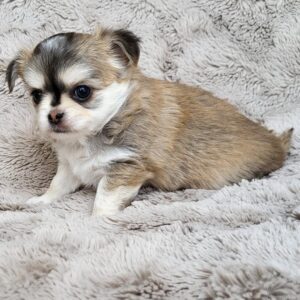Chico