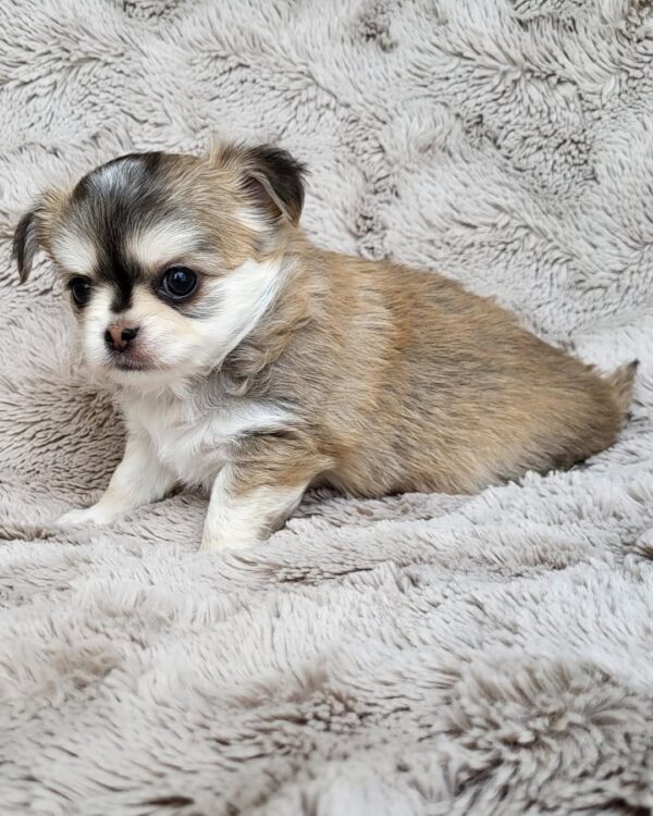 Chico