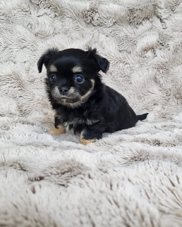 Lulu - Image 3