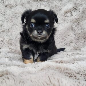 Lulu