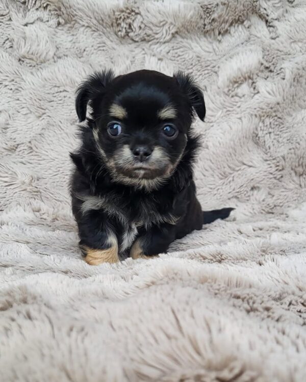 Lulu