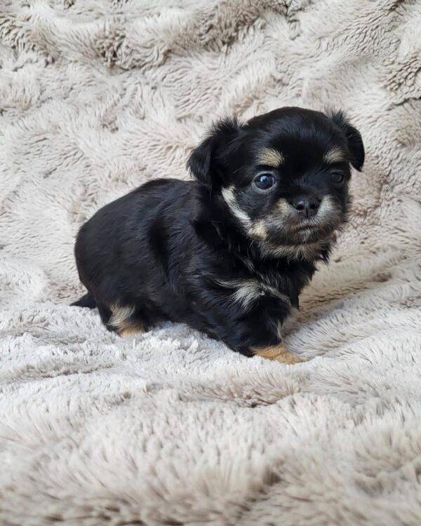 Lulu - Image 2