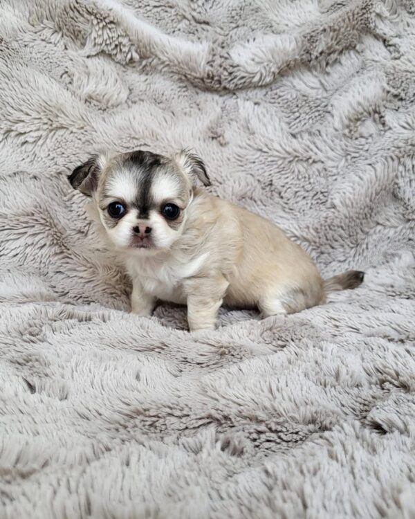 Rocco - Image 3