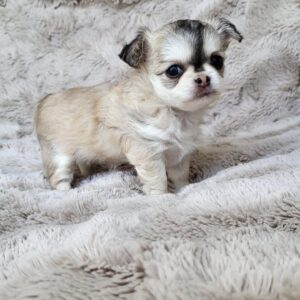 Rocco