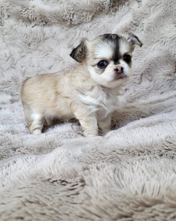 Rocco