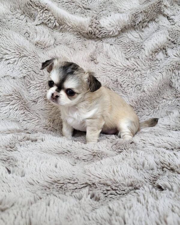 Rocco - Image 2