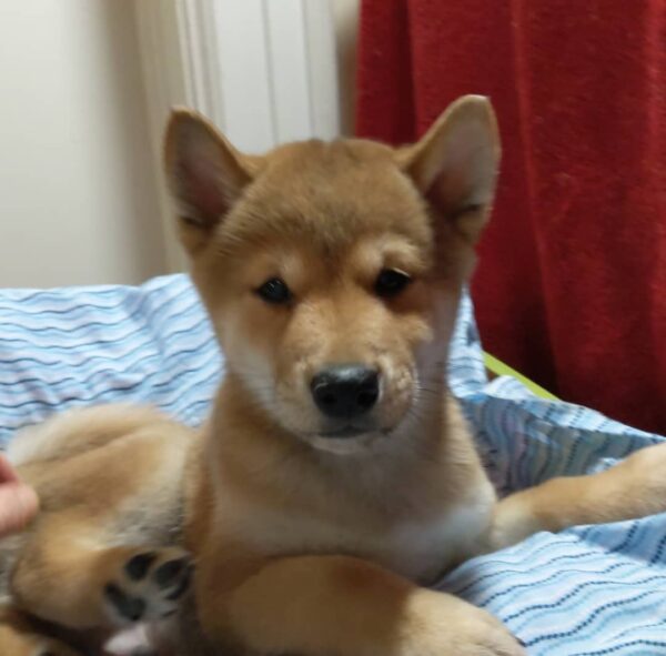 Koda - Image 4