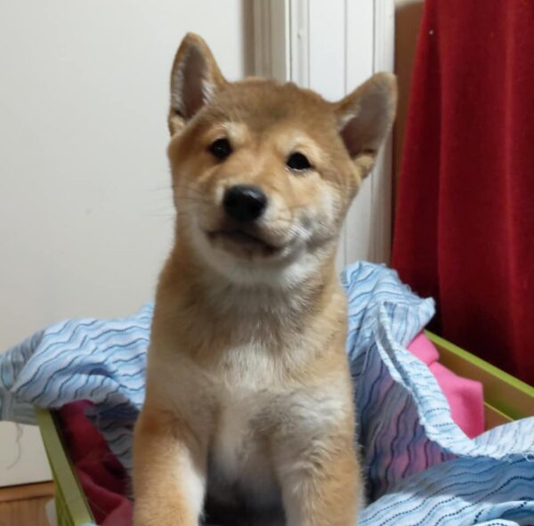Koda - Image 3