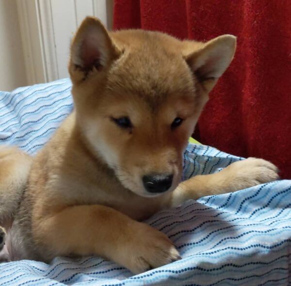 Koda - Image 2