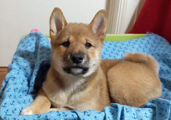Yuki