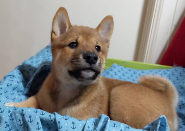 Yuki - Image 3