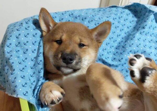 Yuki - Image 2