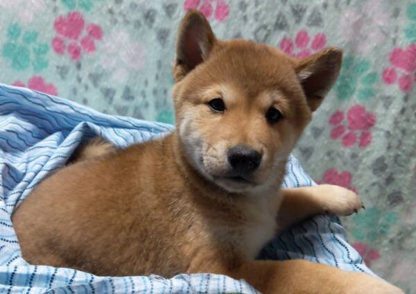 Hiro