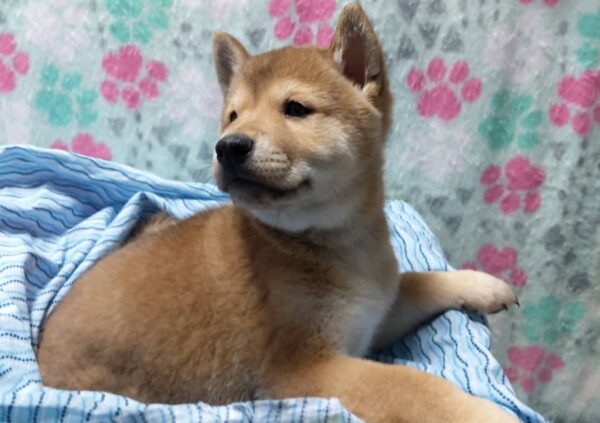 Hiro - Image 2