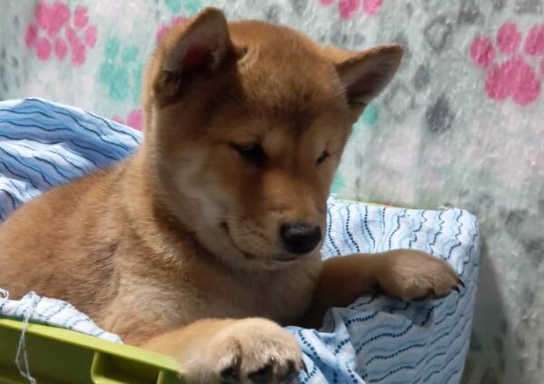 Hiro - Image 4