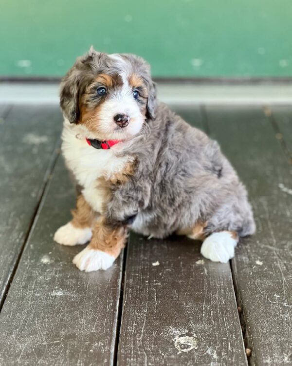 Milo - Image 4