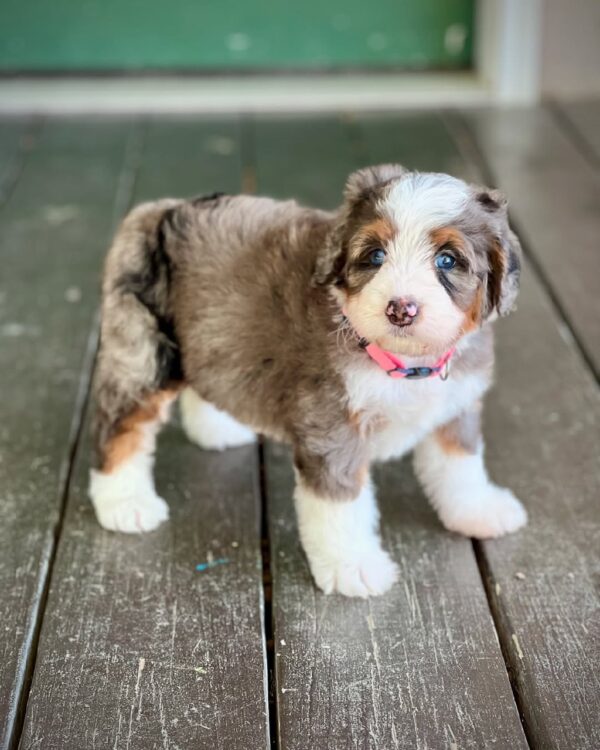 Milo