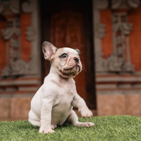 Rocky - Image 4