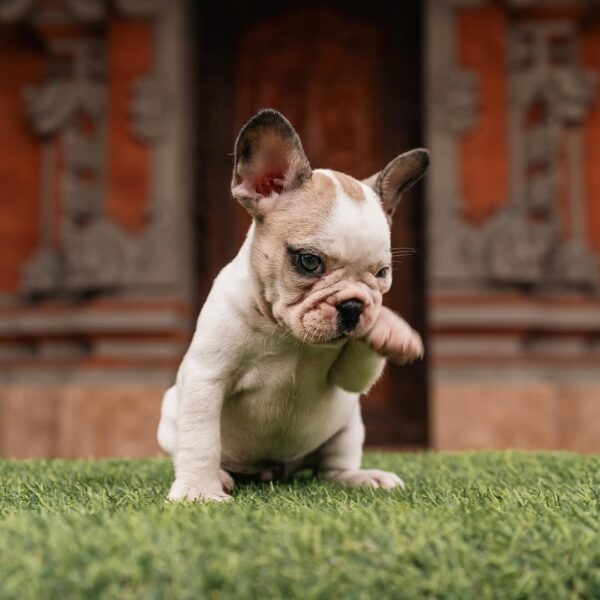 Rocky - Image 3