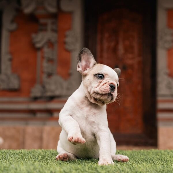 Rocky - Image 2