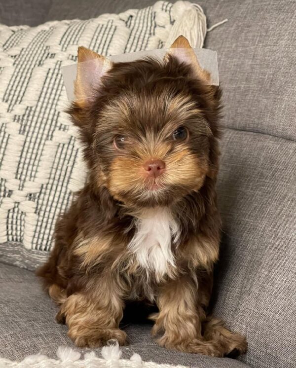 Charlie