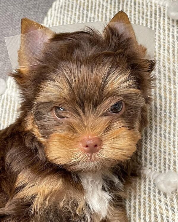Charlie - Image 3
