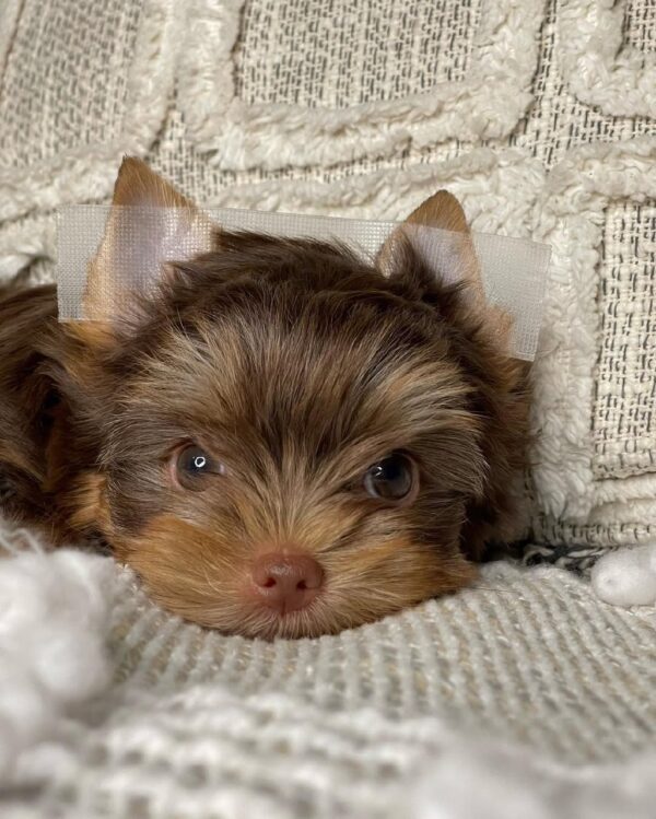 Charlie - Image 2